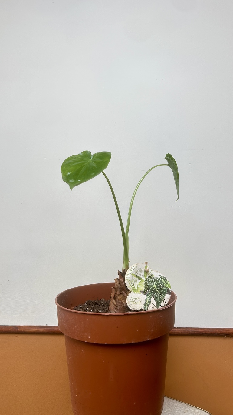 Alocasia Culculata Adopcja