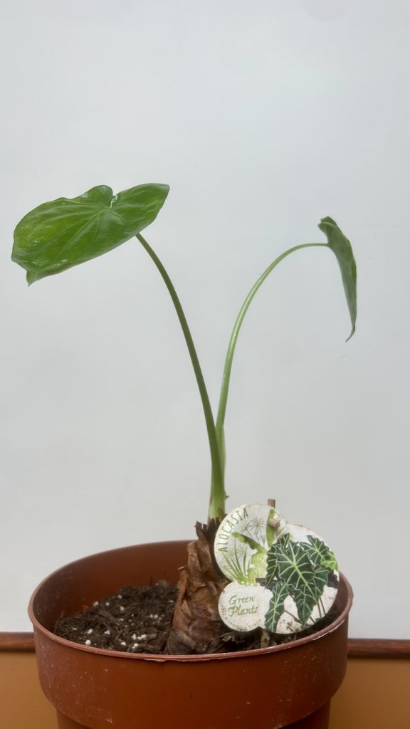 Alocasia Culculata Adopcja