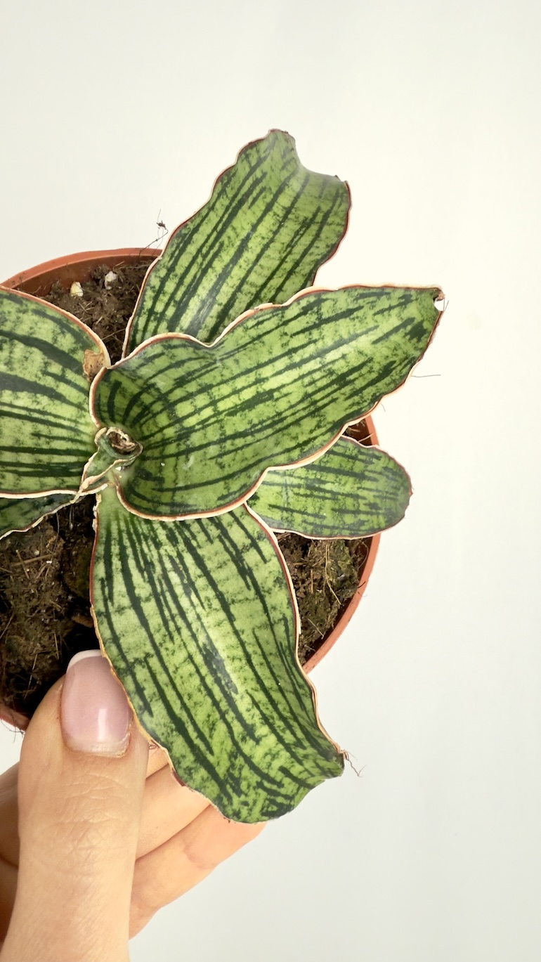 Sansevieria Cleopatra