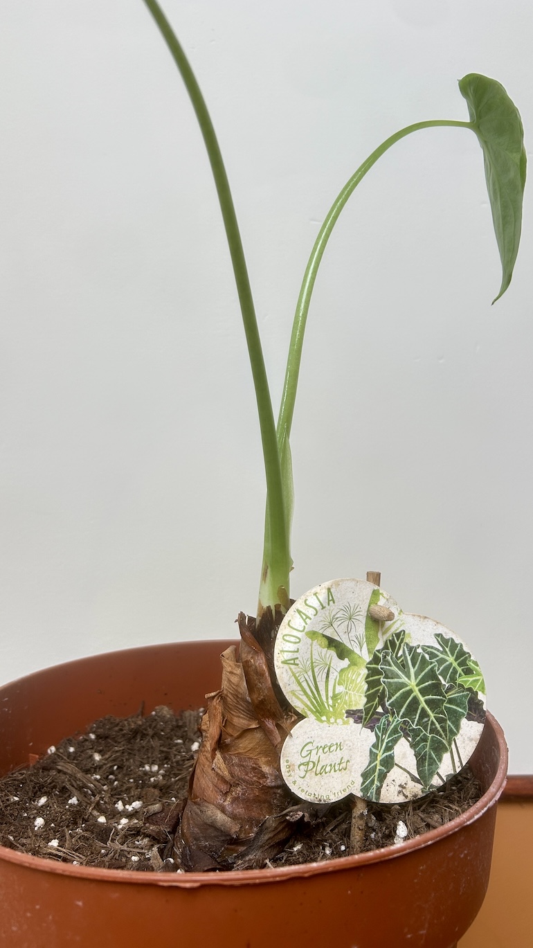 Alocasia Culculata Adopcja