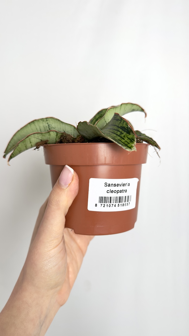 Sansevieria Cleopatra
