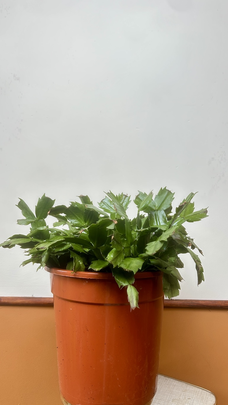 Grudnik mix kolor Adopcja