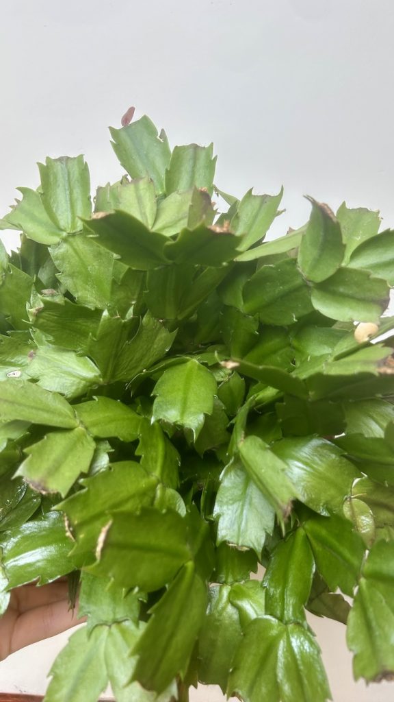 Grudnik mix kolor Adopcja