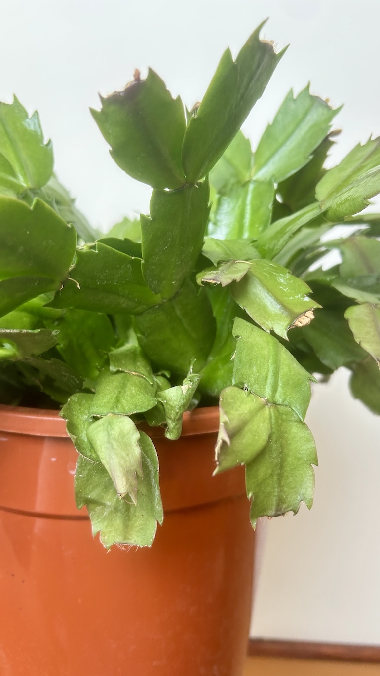 Grudnik mix kolor Adopcja