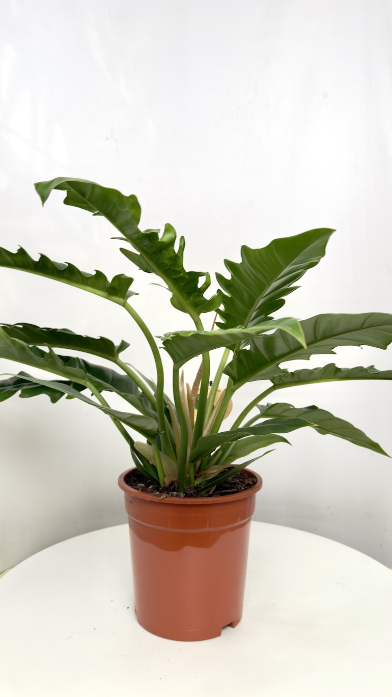 Philodendron Narrow Escape