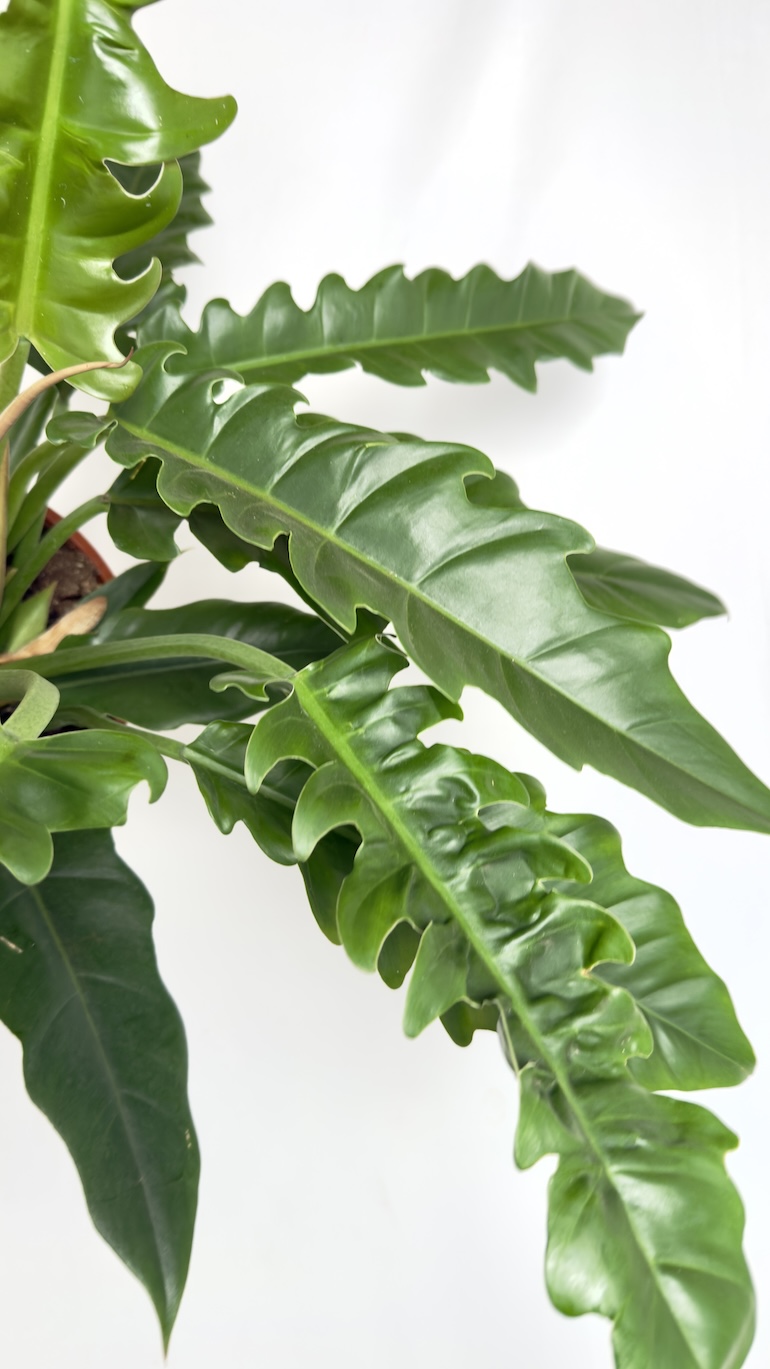 Philodendron Narrow Escape