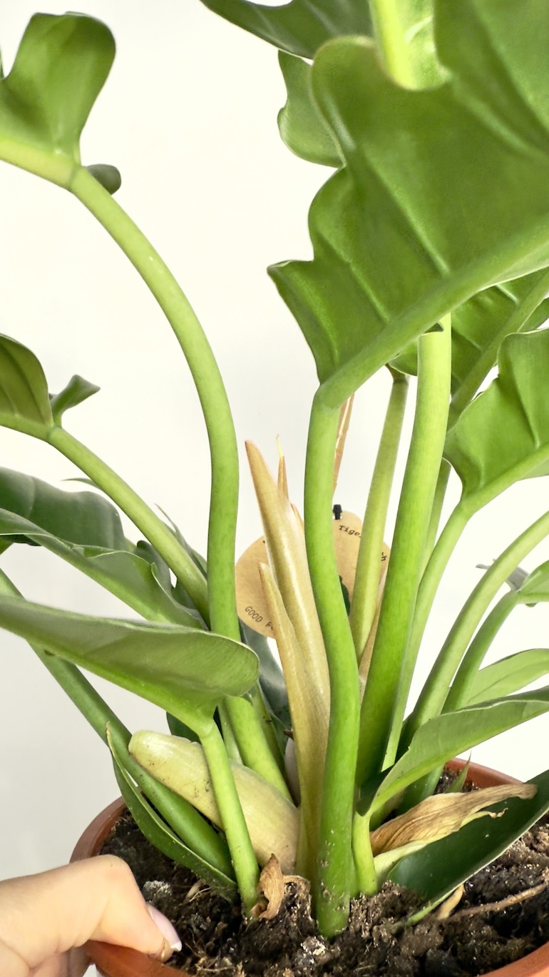 Philodendron Narrow Escape