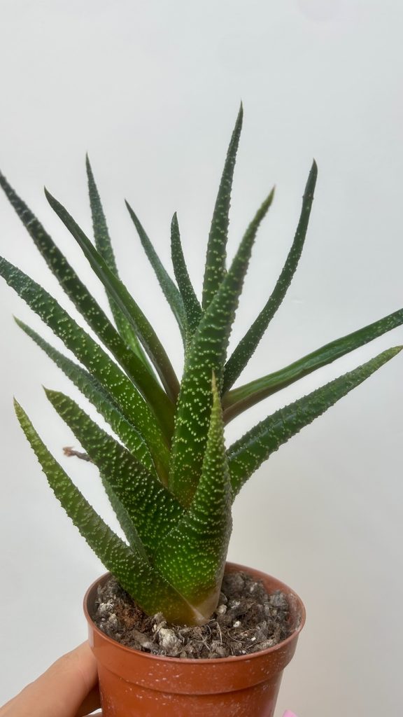 Haworthia Adopcja