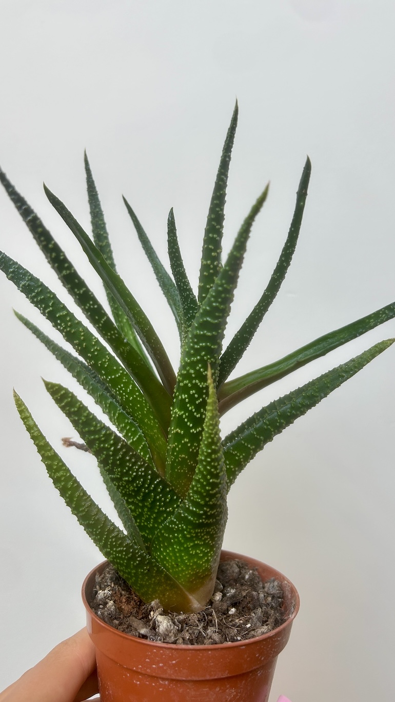 Haworthia Adopcja