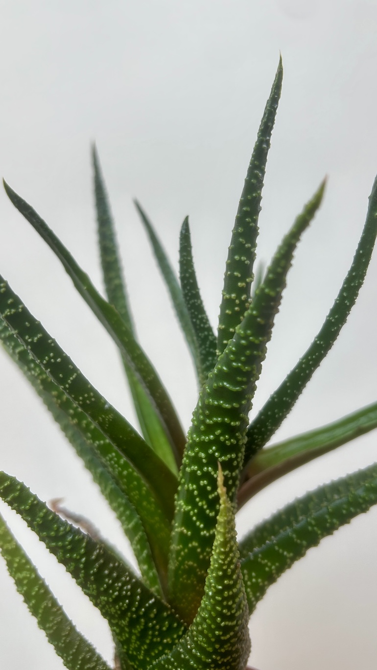 Haworthia Adopcja