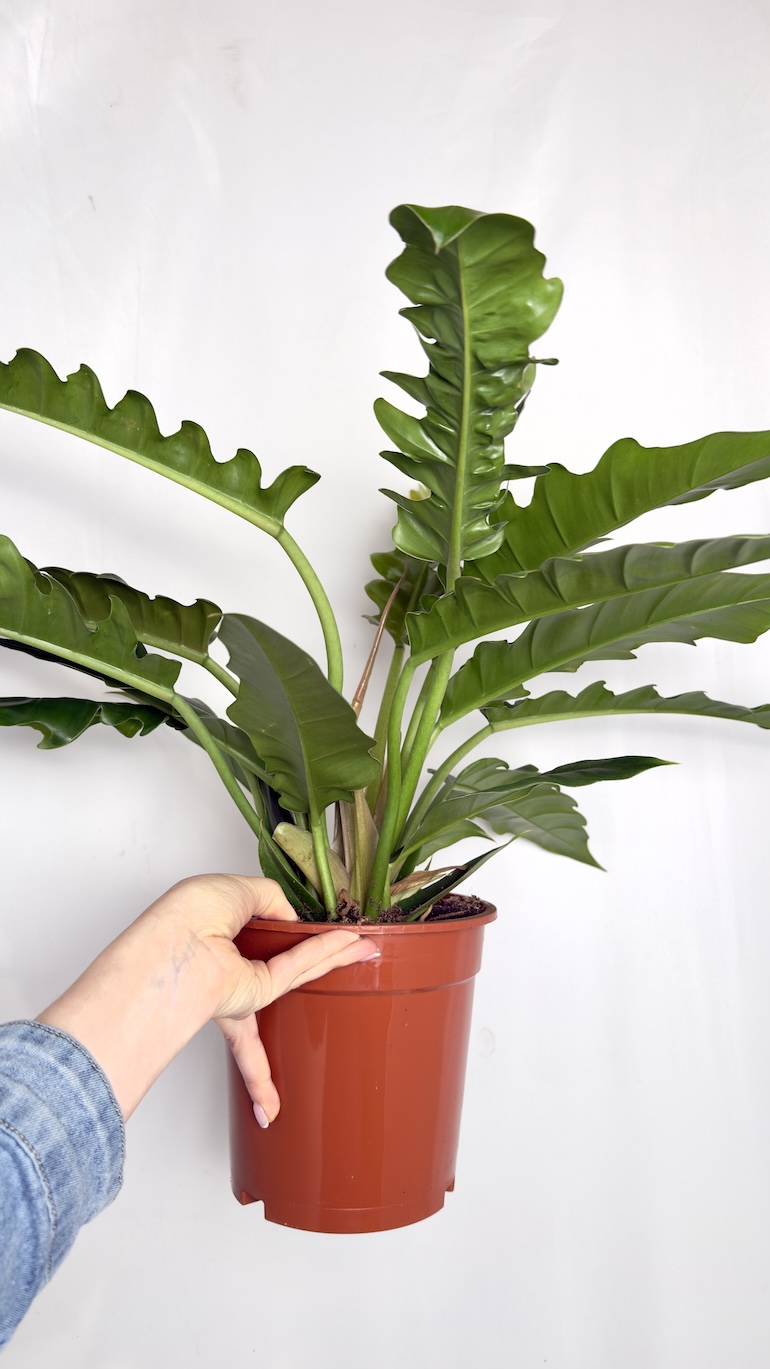 Philodendron Narrow Escape