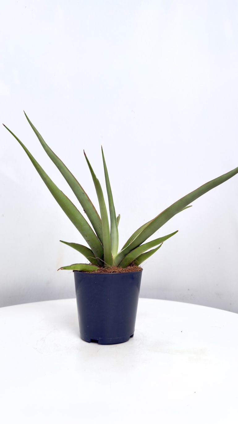 Sansevieria cylindrica Silver Syreni