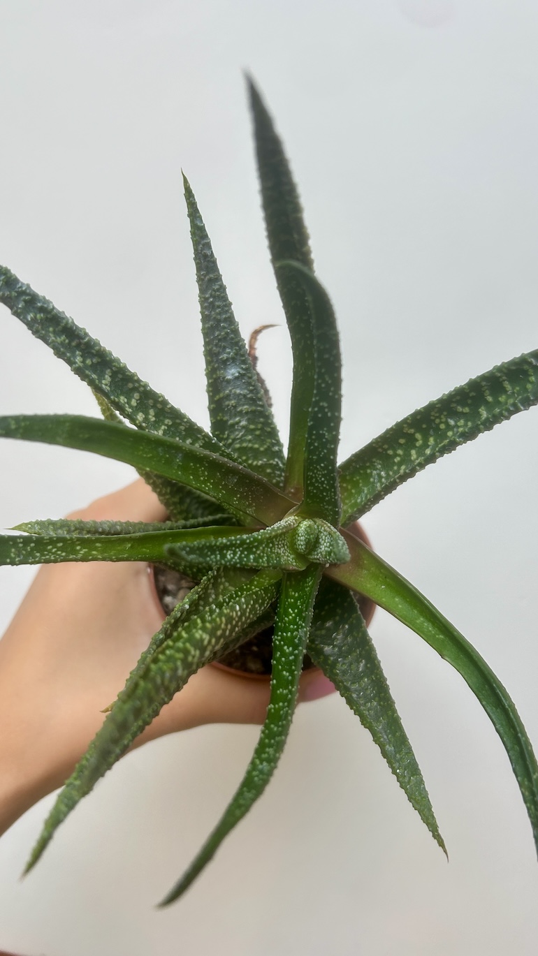 Haworthia Adopcja