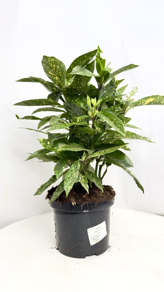 Aucuba Crotonifolia roślina ozdobna o nakrapianych liściach