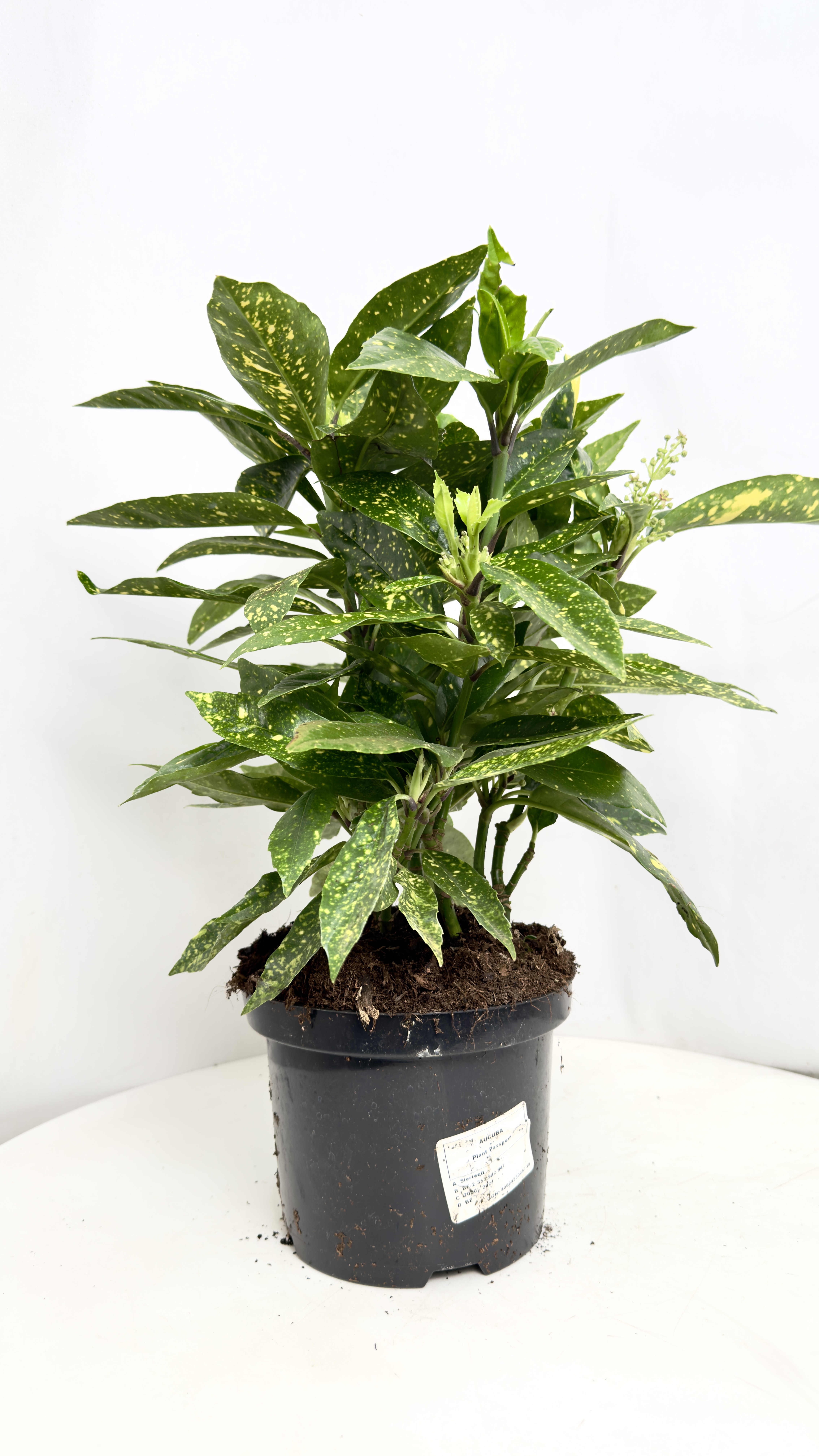 Aucuba Crotonifolia 17/45 cm