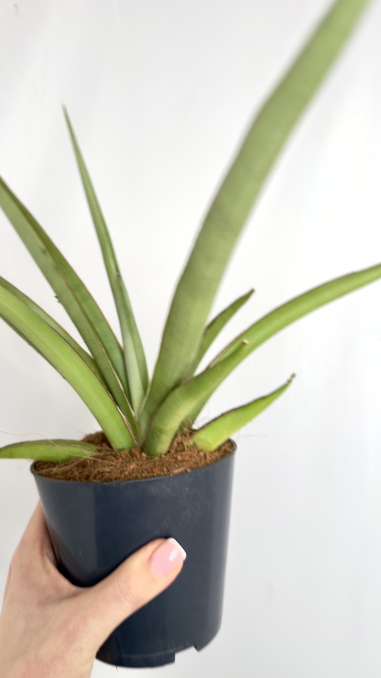 Sansevieria cylindrica Silver Syreni