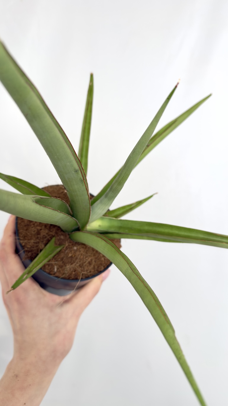Sansevieria cylindrica Silver Syreni