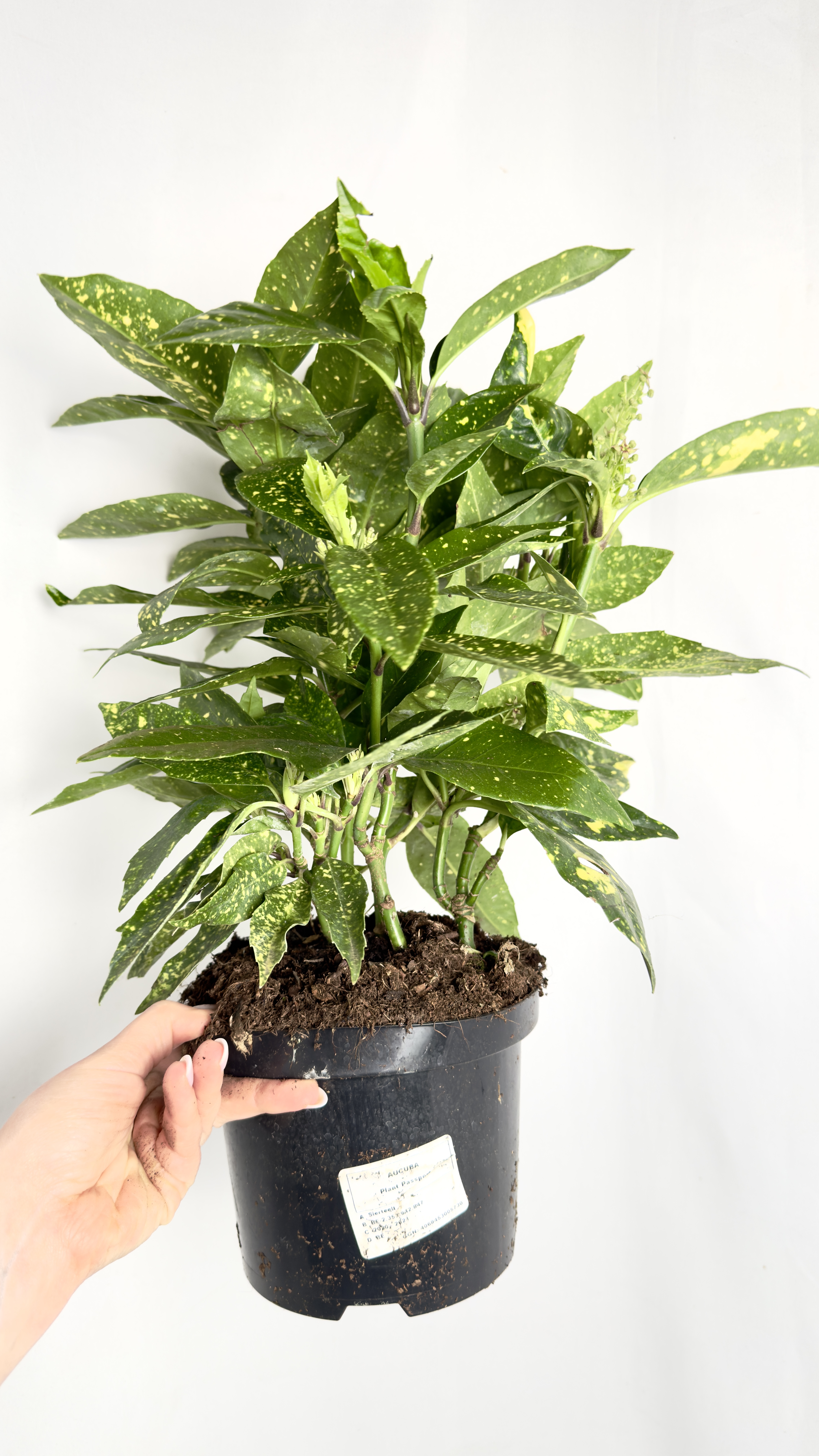 Aucuba Crotonifolia 17/45 cm