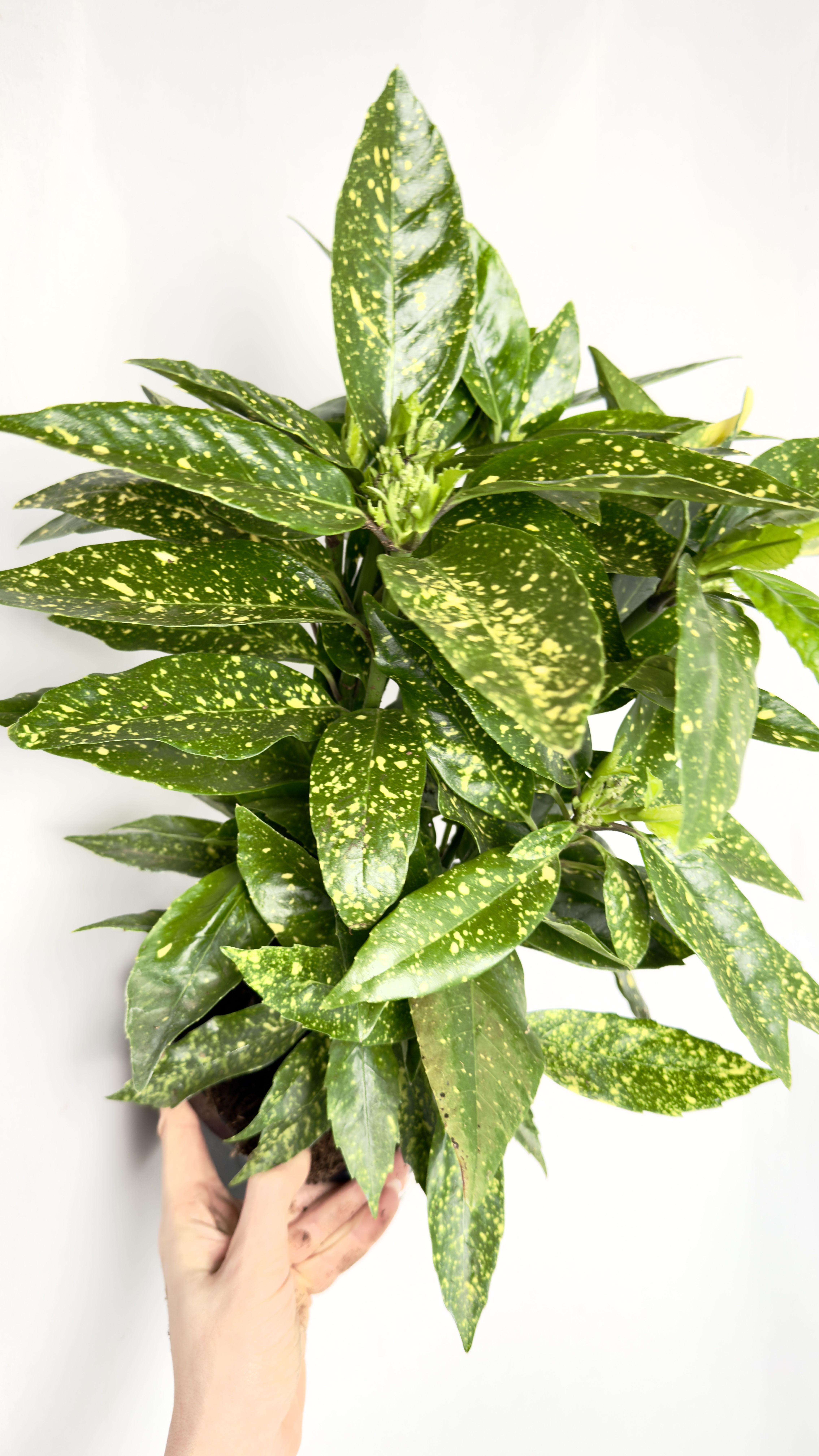 Aucuba Crotonifolia 17/45 cm