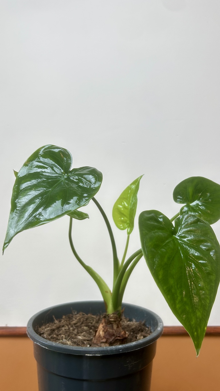 Alocasia Cullculata Adopcja