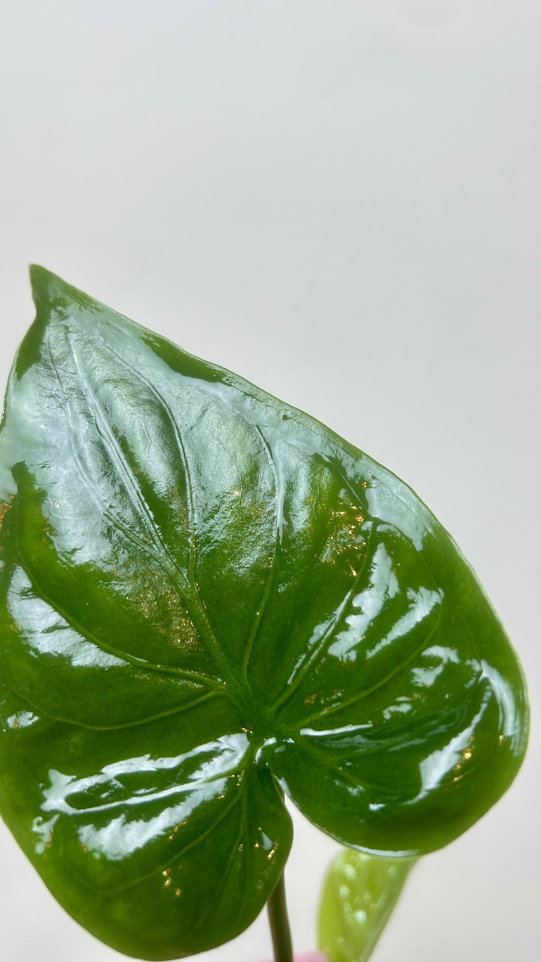 Alocasia Cullculata Adopcja