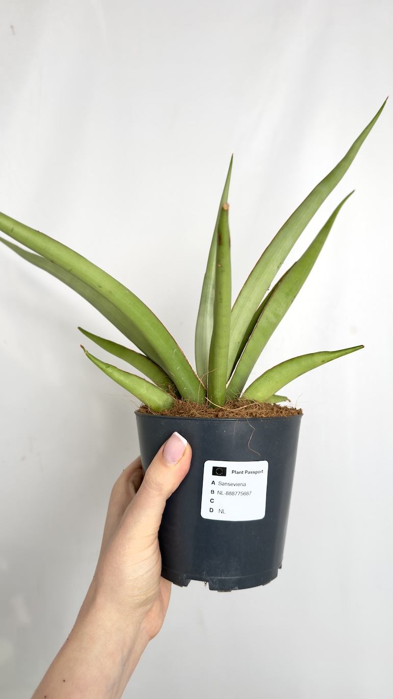 Sansevieria cylindrica Silver Syreni