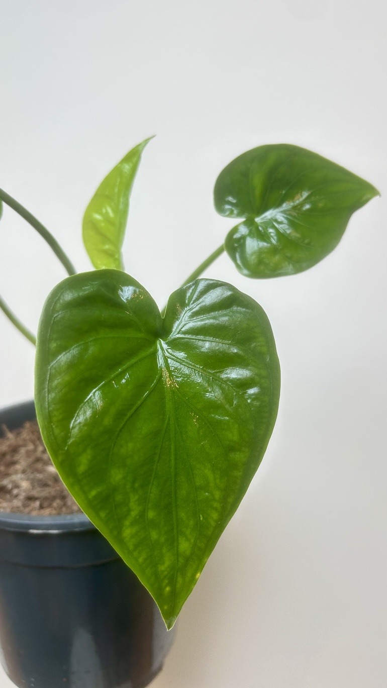 Alocasia Cullculata Adopcja