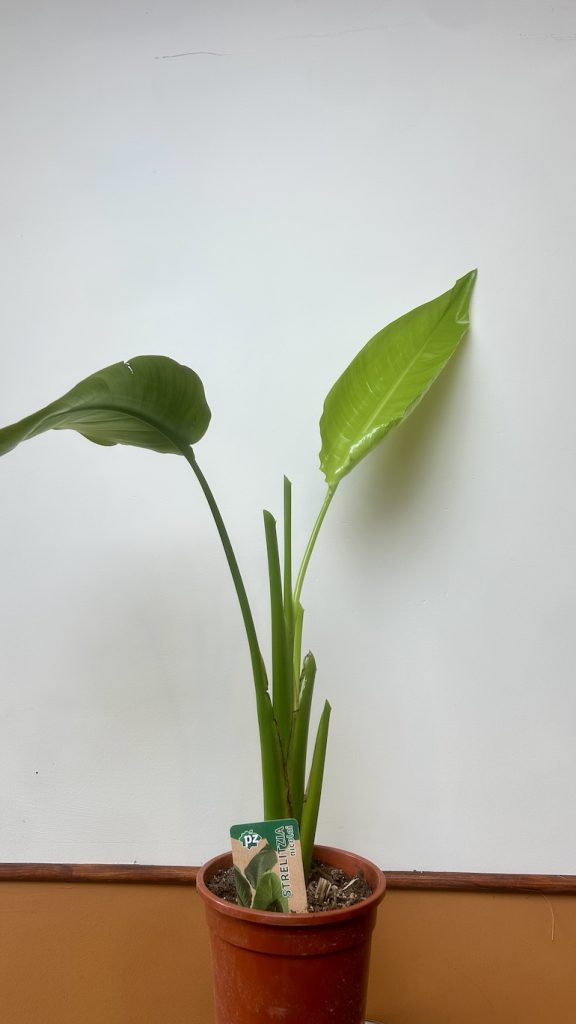 Strelicja Adopcja