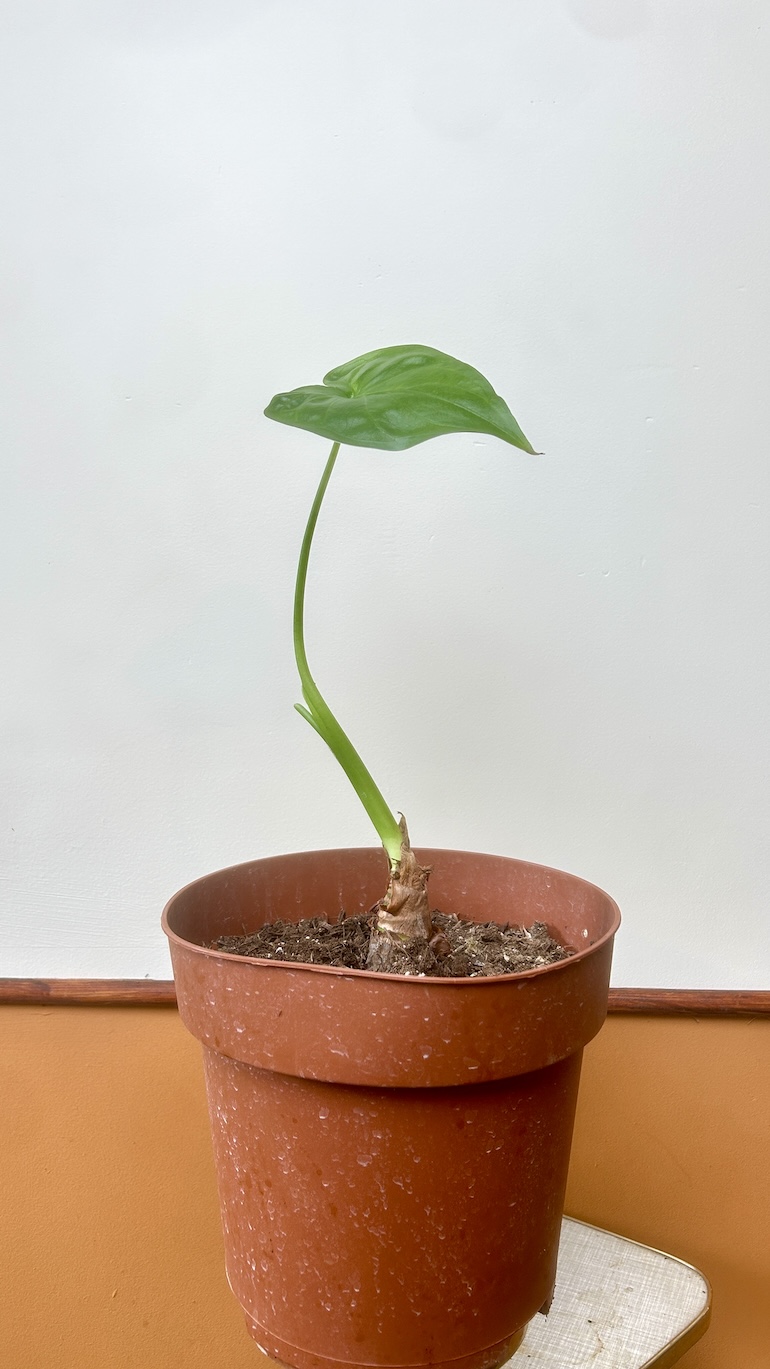 Alocasia Cullculata Adopcja