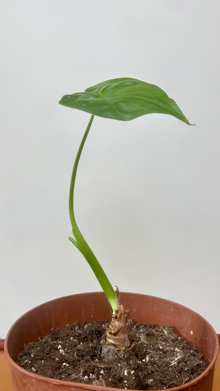Alocasia Cullculata Adopcja