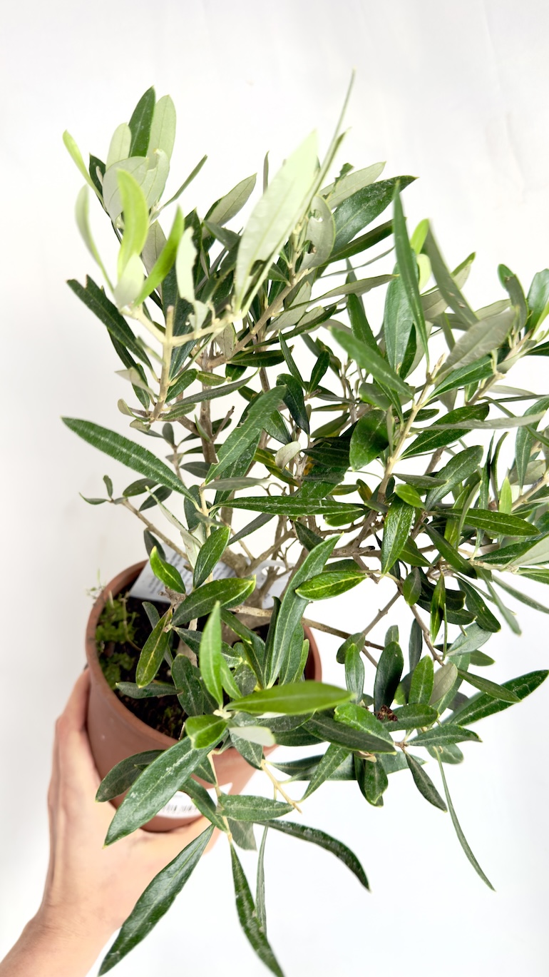 Olea europaea