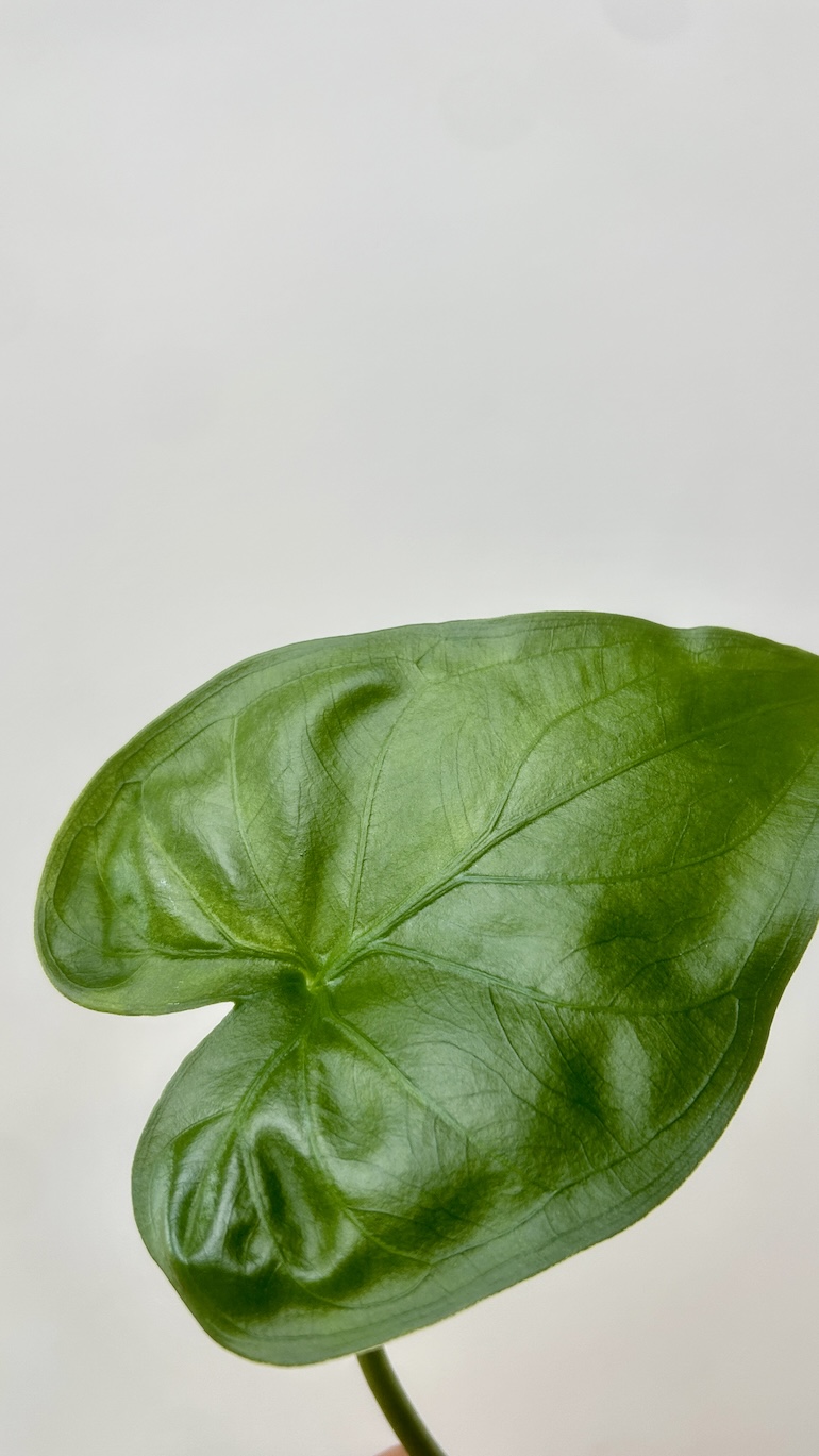 Alocasia Cullculata Adopcja