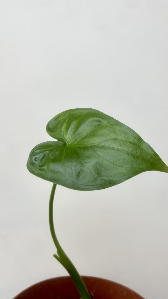 Alocasia Cullculata Adopcja
