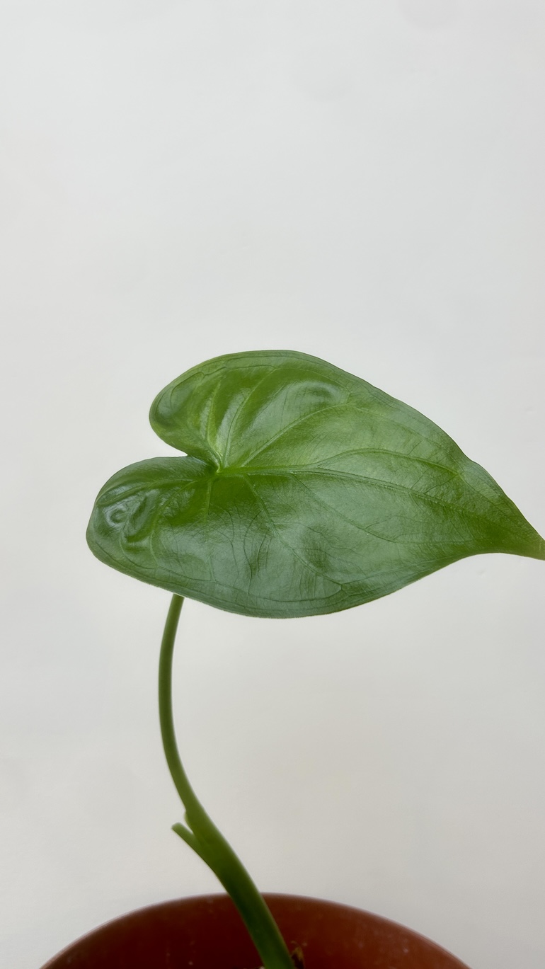 Alocasia Cullculata Adopcja