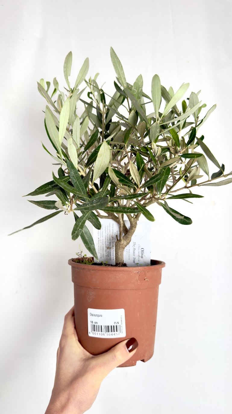 Olea europaea