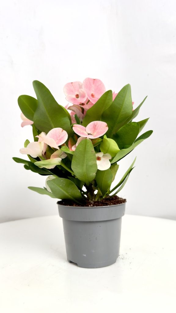 Euphorbia milli charlotte
