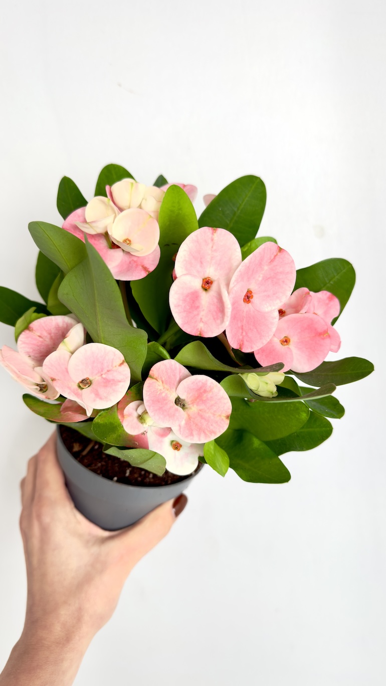 Euphorbia Milli Charlotte