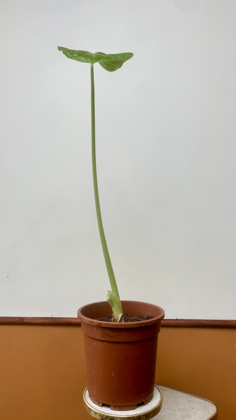 Alocasia Adopcja