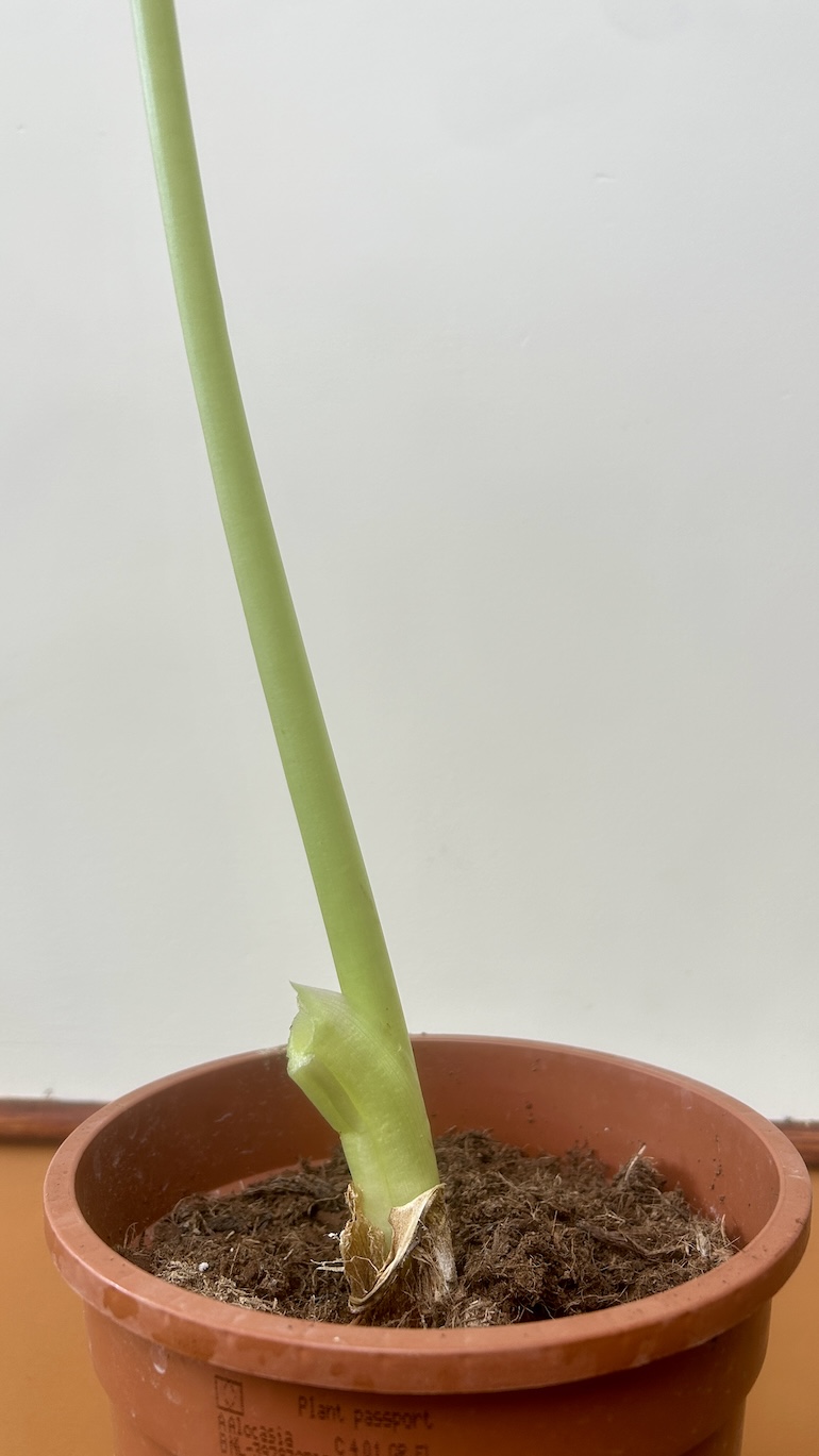 Alocasia Adopcja