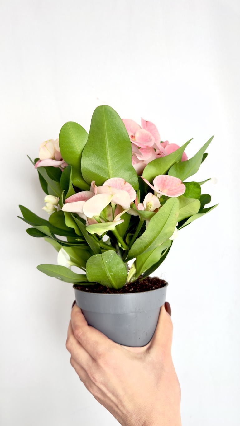 Euphorbia Milli Charlotte