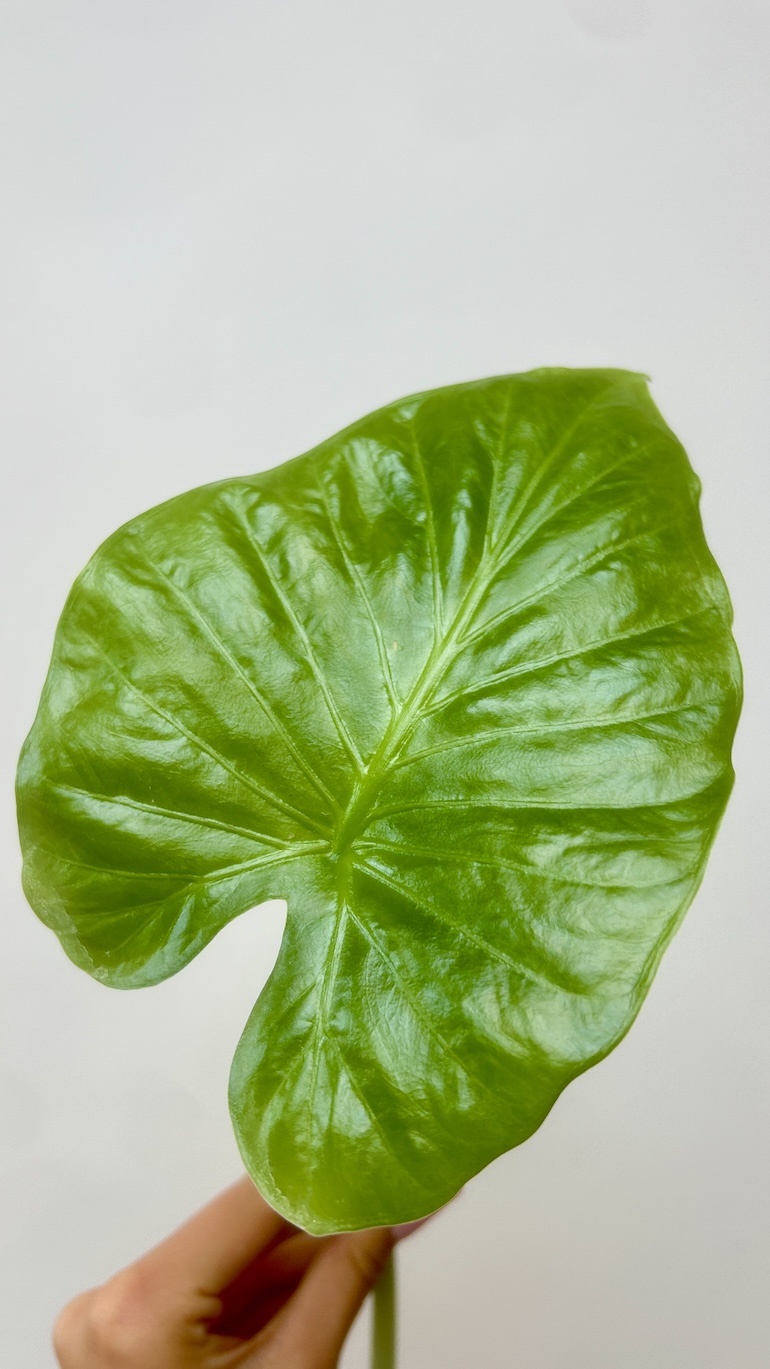 Alocasia Adopcja