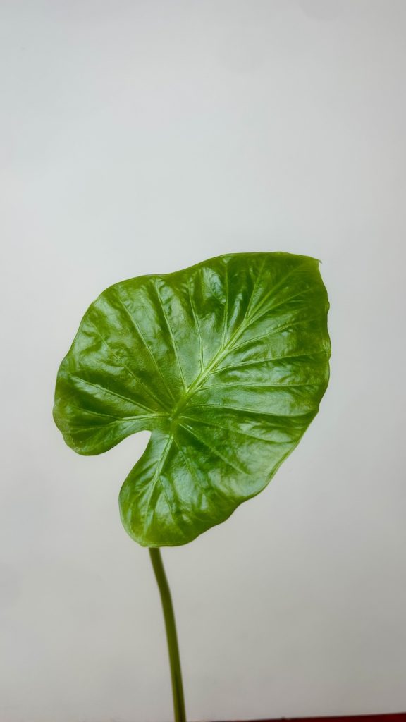 Alocasia Adopcja
