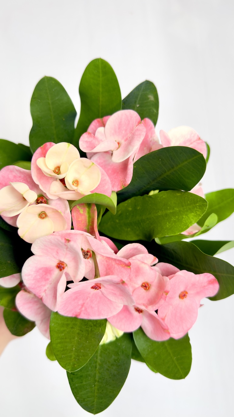Euphorbia Milli Charlotte