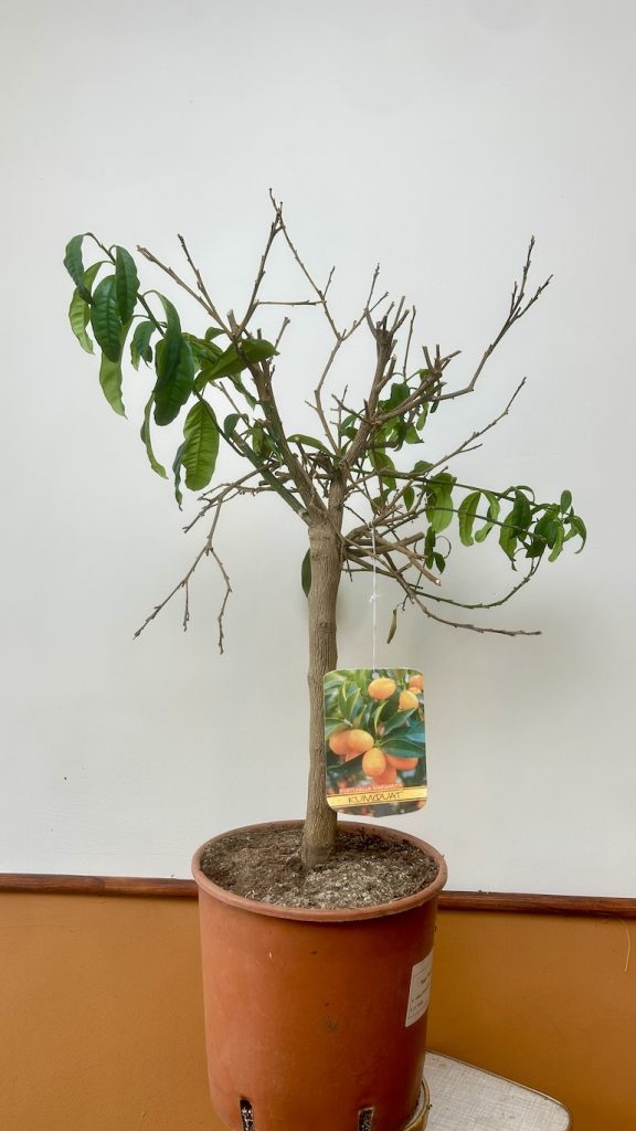 Cytryna Drzewko Adopcja