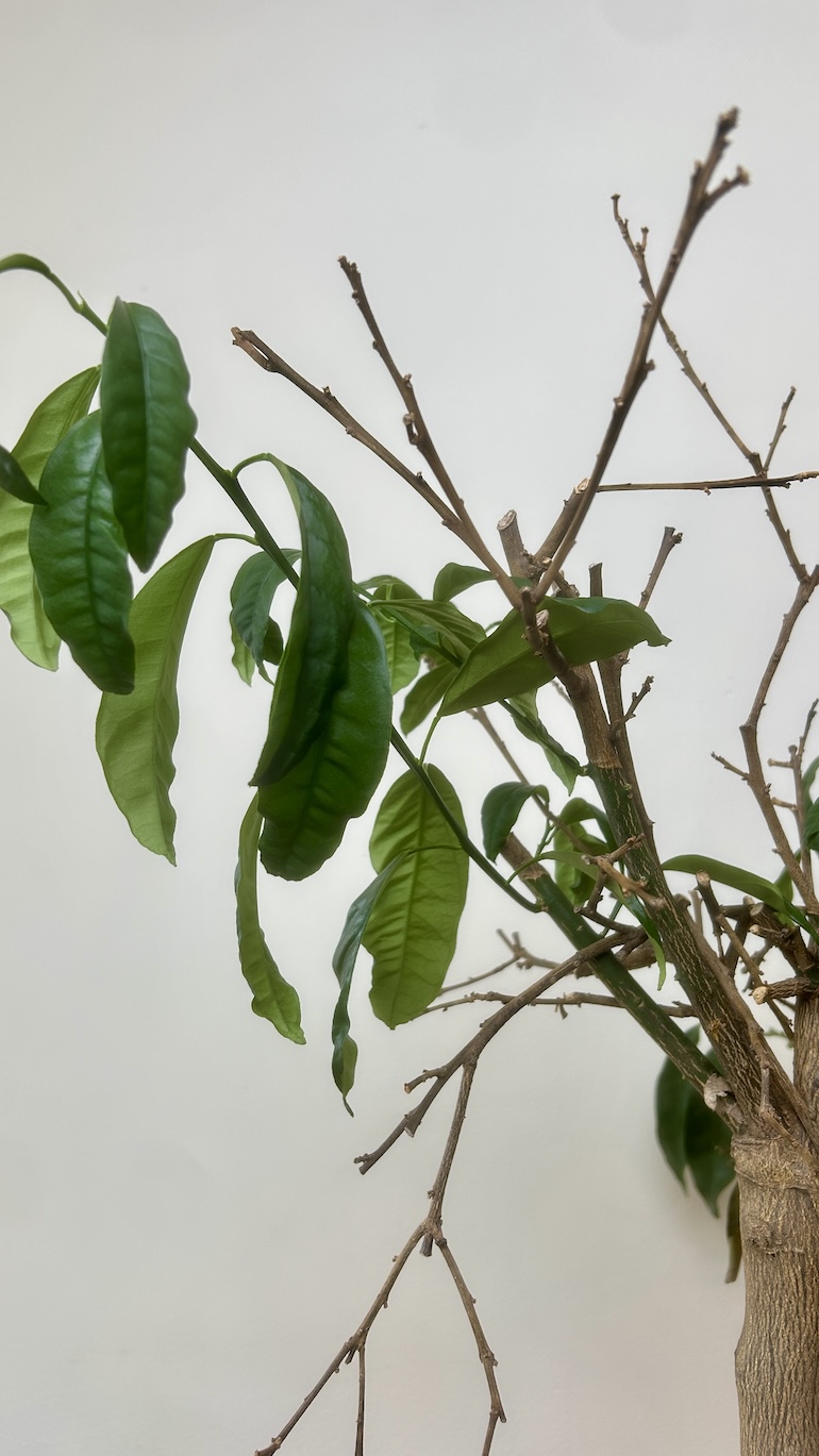 Cytryna Drzewko Adopcja