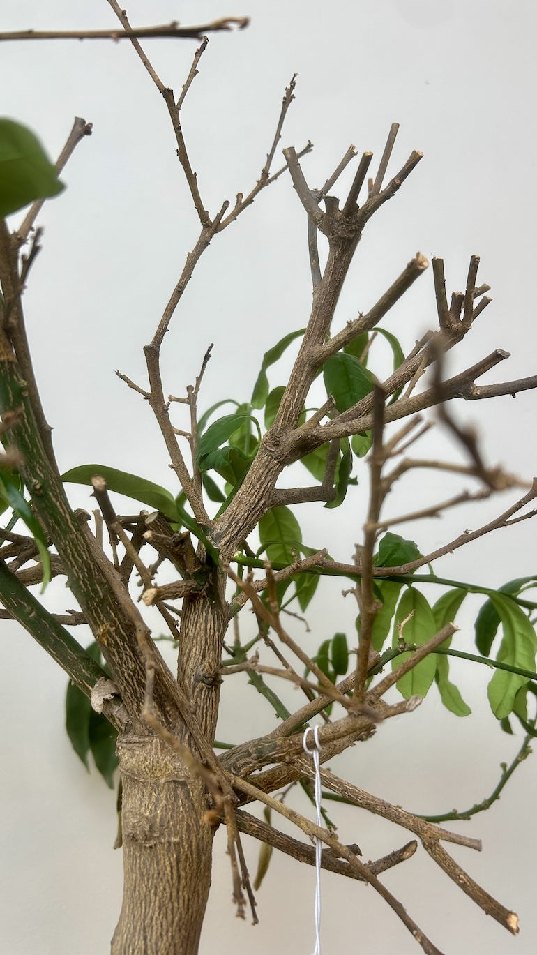 Cytryna Drzewko Adopcja