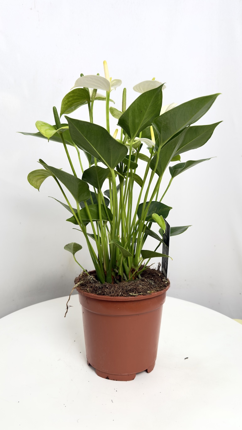 Anthurium andr. White Love