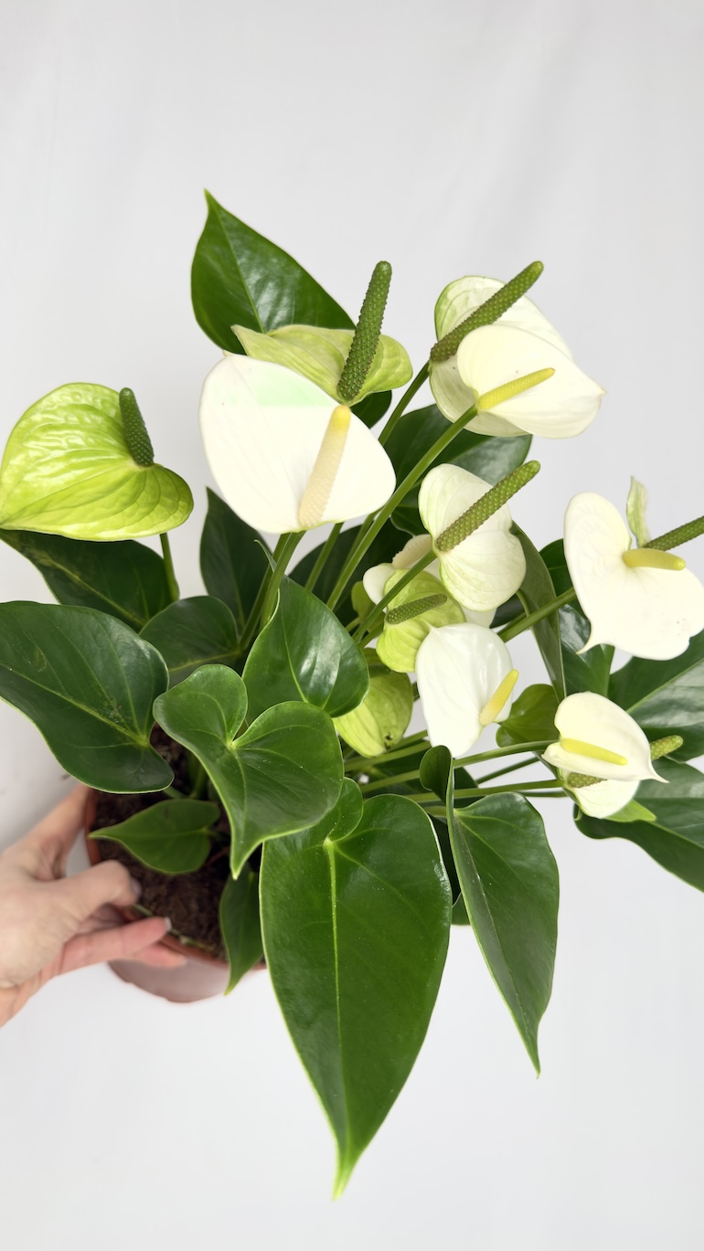 Anthurium andr. White Love