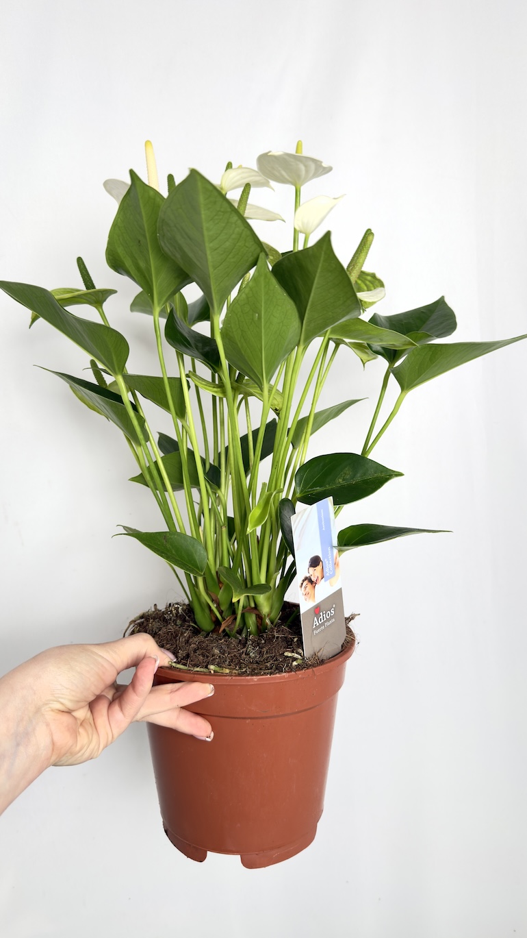 Anthurium andr. White Love