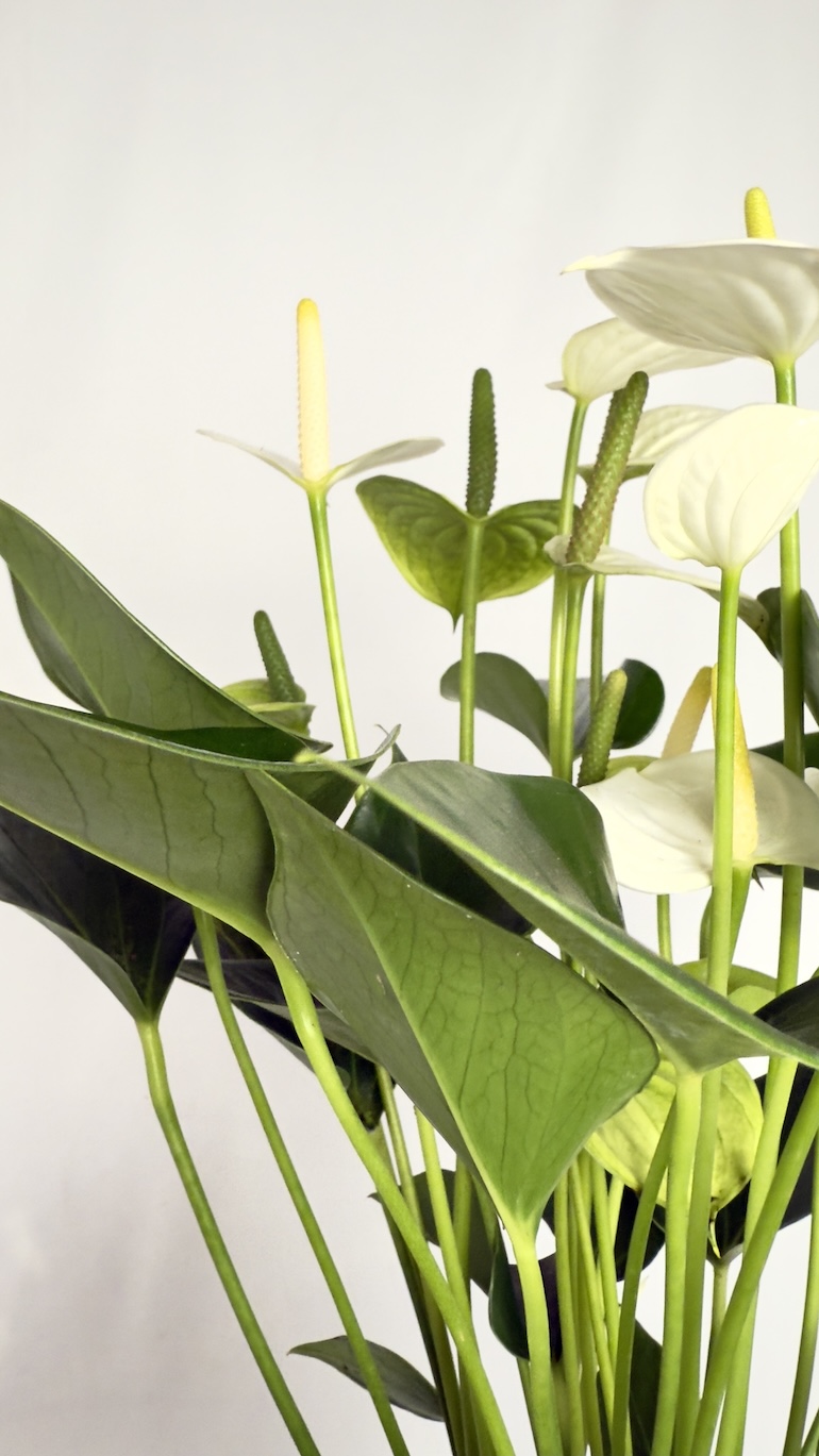 Anthurium andr. White Love